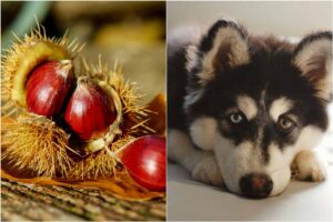Una castagna e, accanto, un cagnolino husky