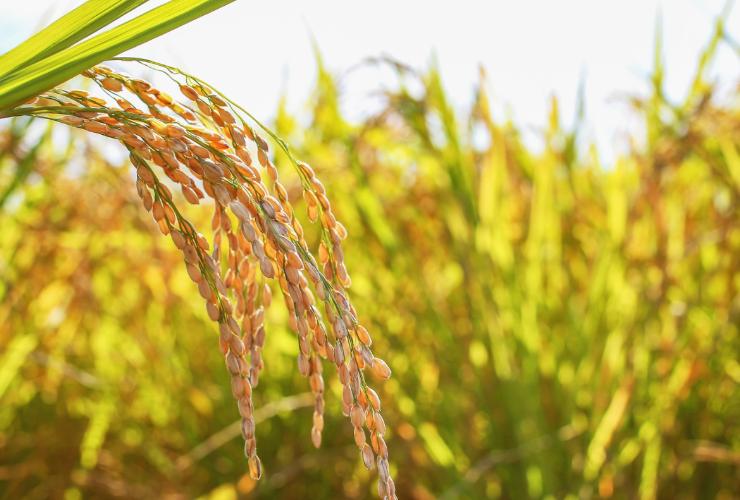 piante di riso